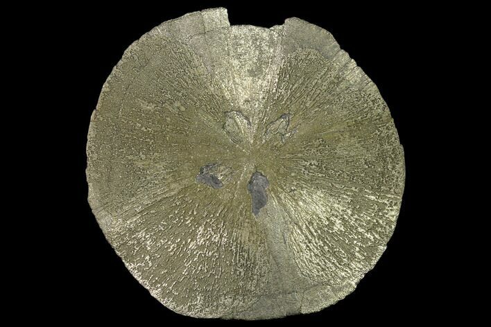 Large, Pyrite Sun - Sparta, Illinois #136637